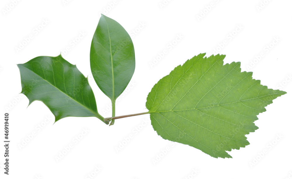 Winterbeeren Blatt Winterbeeren Blatt