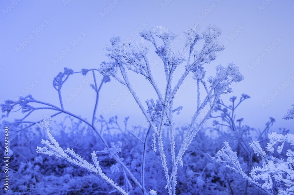 winter frozen plant