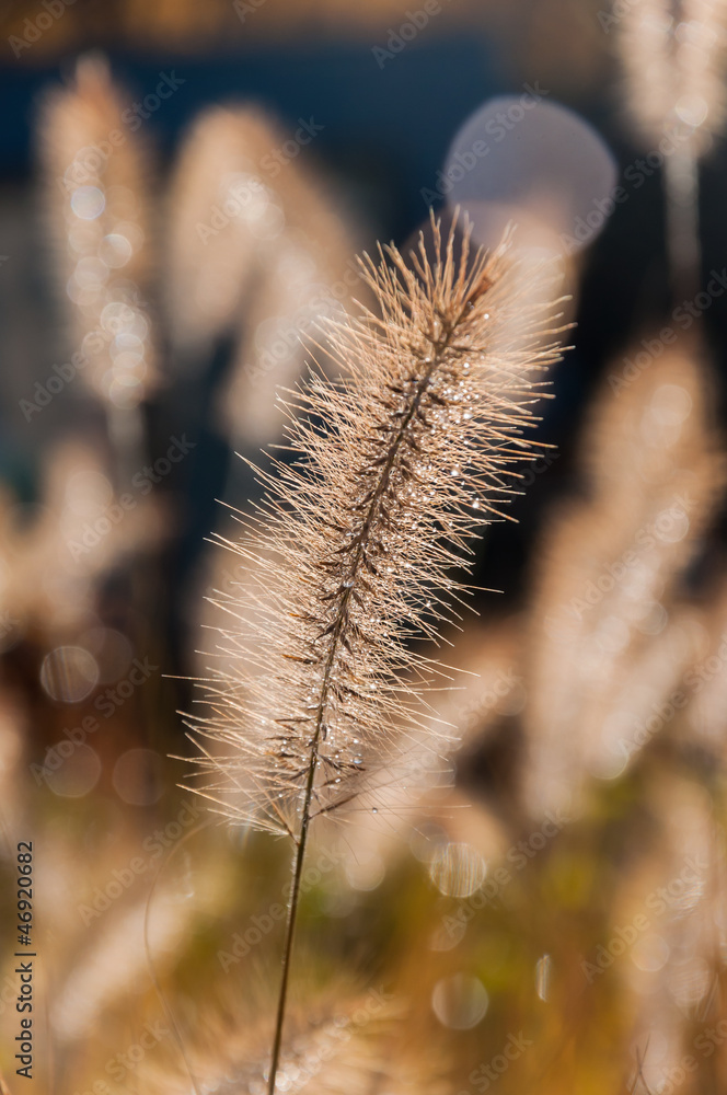 Water droplets in sunlight on golden natural brushes Water droplets in sunlight on golden natural brushes