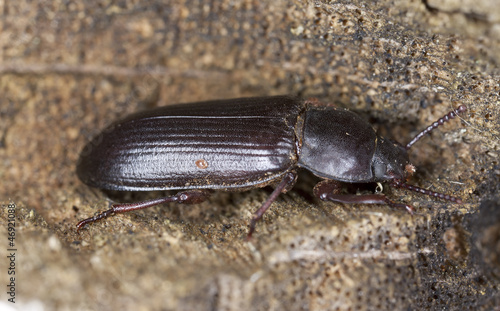 Tenebrionidae beetle on oak, macro photo, focus on eye
