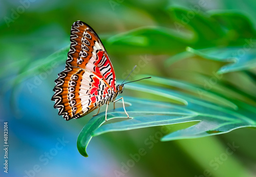 Photography Leopard Lacewing butterfly (Cethosia cyane)