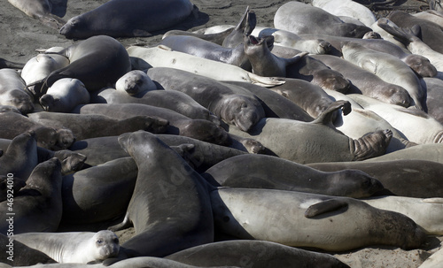 Elephant Seals, California Coast