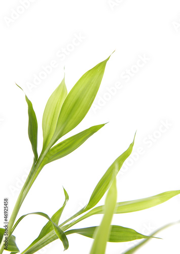 Bamboo isolated on white background