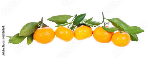Fototapeta Naklejka Na Ścianę i Meble -  Line of mandarins with leaves