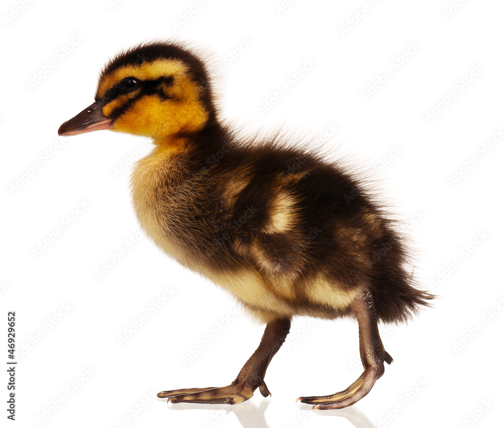 Domestic duckling Domestic duckling