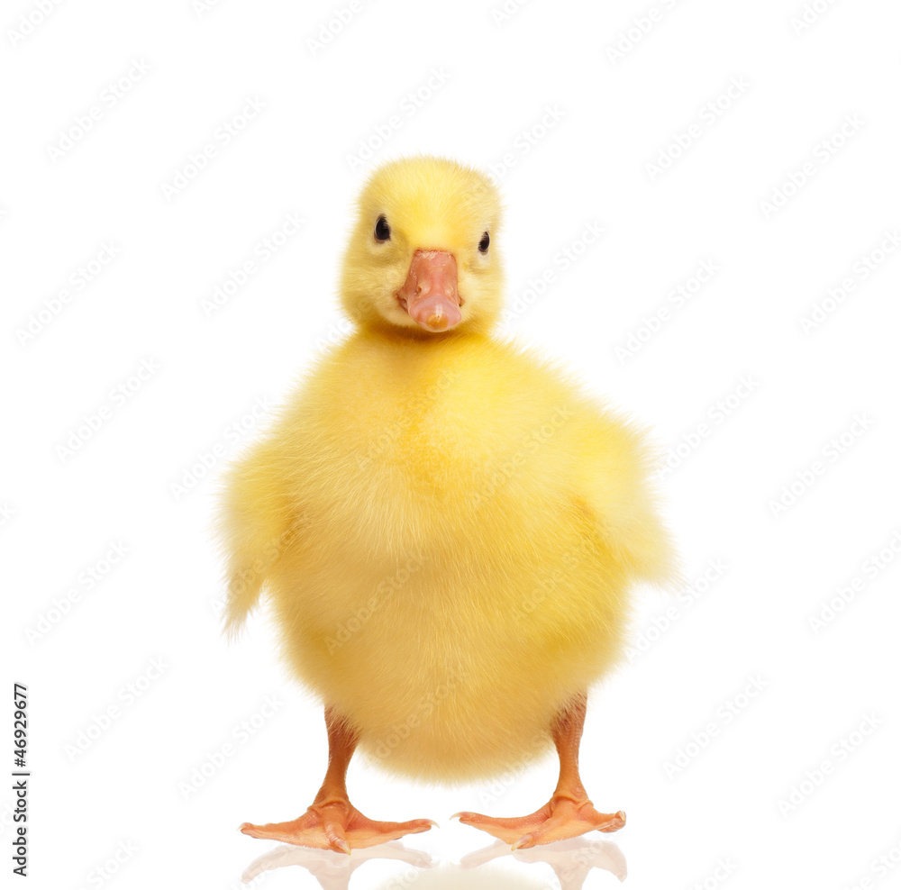 Domestic gosling Domestic gosling