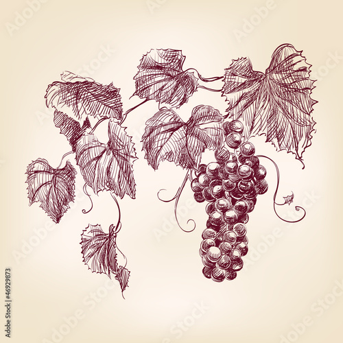 bunch of  grapes