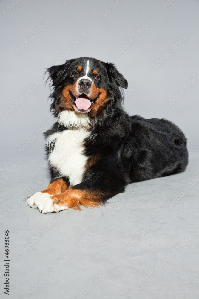 Cute berner sennen dog against grey background. Studio shot.