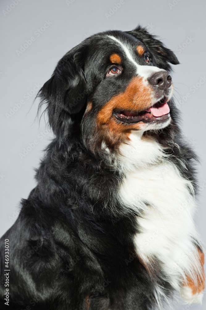 Cute berner sennen dog against grey background. Studio shot.