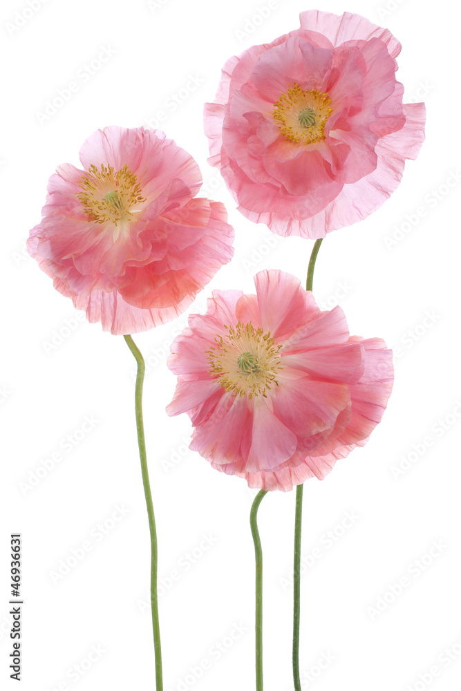 Fototapeta premium MAK