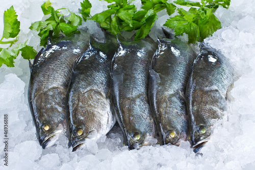 Fresh Seabass chilled on ice photo