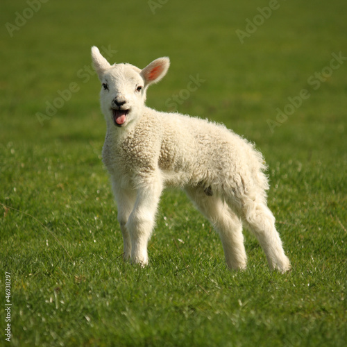 bleating little lamb