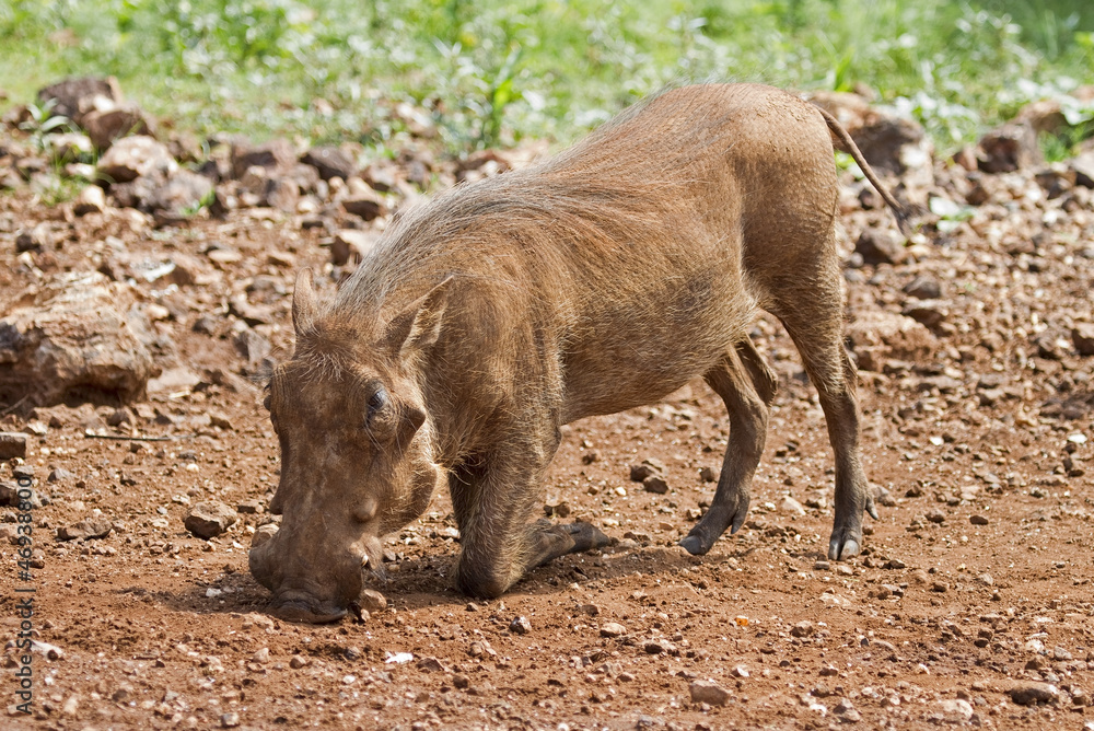 Fototapeta premium Close-up side view of a warthog; Phacochoerus aethioplus