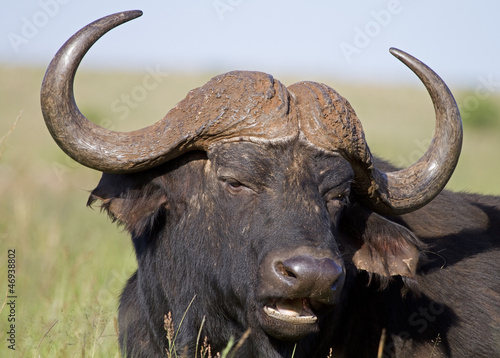 Close-up portrait of buffalo bull; Syncerus caffer