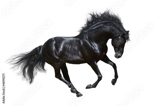 Black stallion in motion - isolated on white