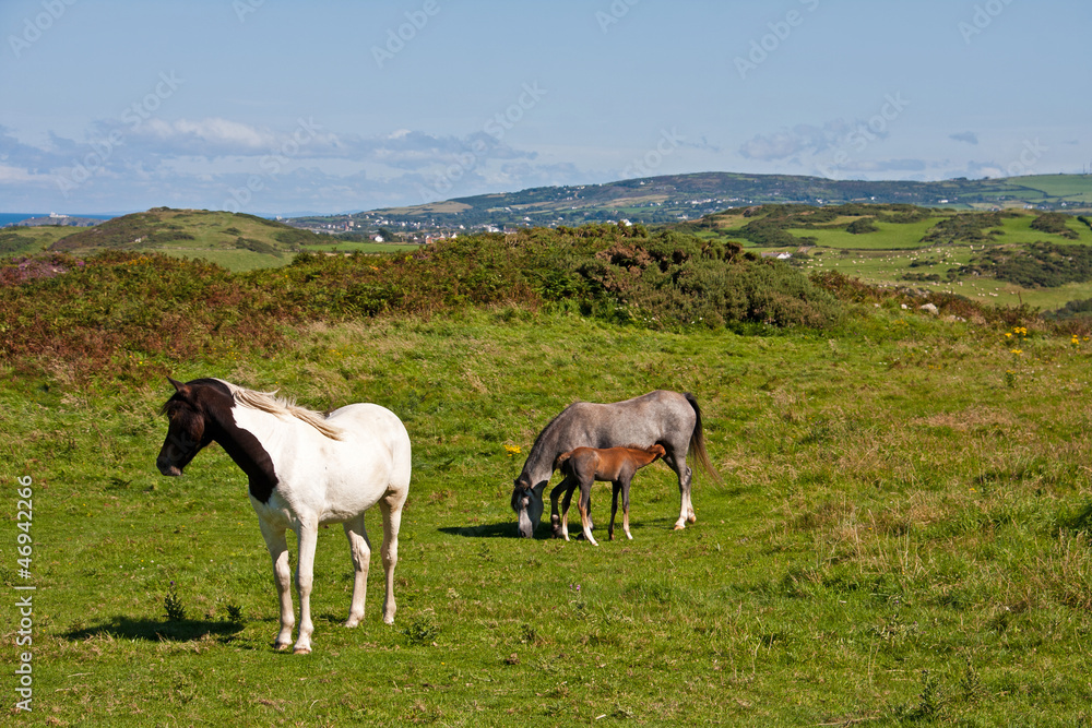 Wild Welsh Ponies