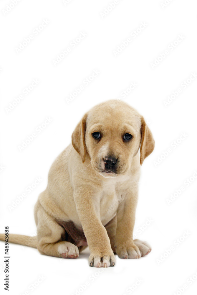 chiot labrador beige sur fond blanc Stock Photo | Adobe Stock