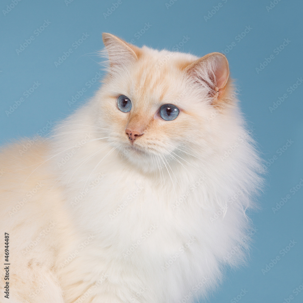 Ragdoll with blue background Ragdoll with blue background