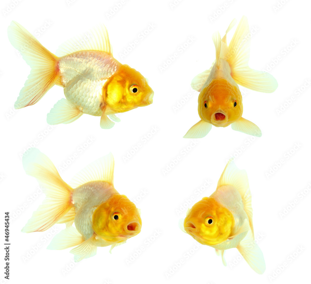 Gold fish. Isolation on the white Gold fish. Isolation on the white