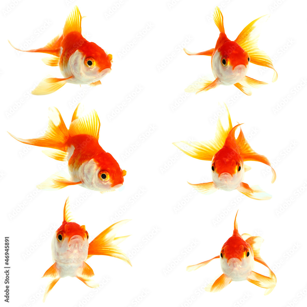 Gold fish. Isolation on the white Gold fish. Isolation on the white