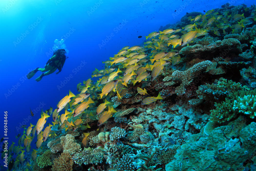 Korallenriff mit Taucherin