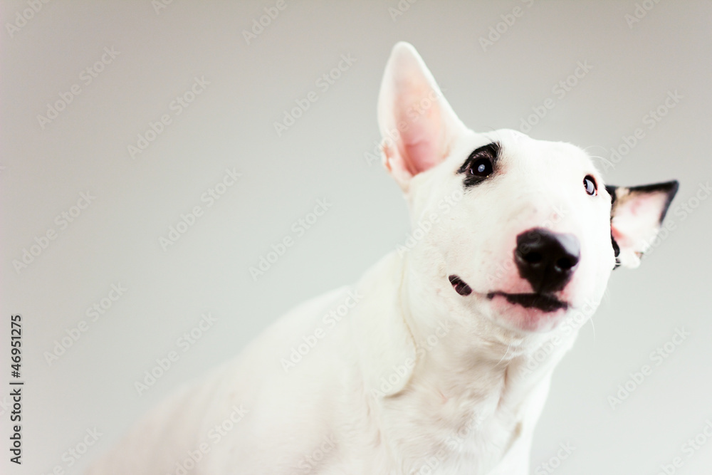Obraz premium curious bull terrier