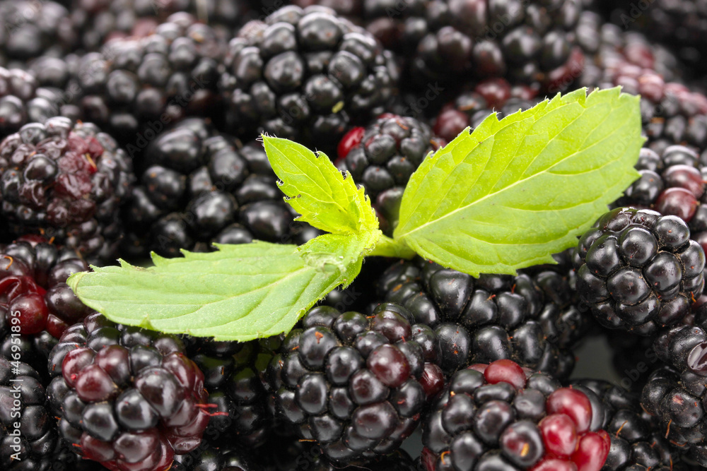 background of beautiful blackberries with leaves background of beautiful blackberries with leaves