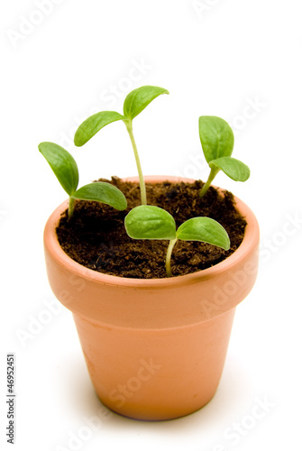 New seedlings in Small Pot