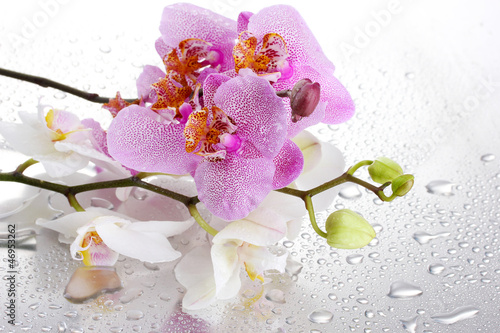 Fototapeta Naklejka Na Ścianę i Meble -  pink and white beautiful orchids with drops