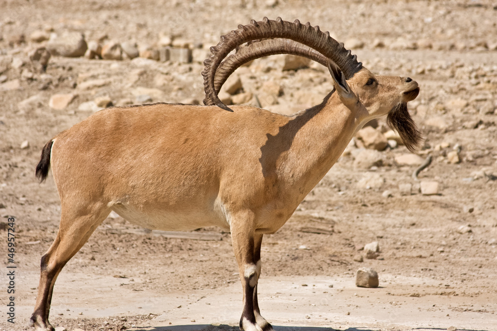 Ibex Ibex