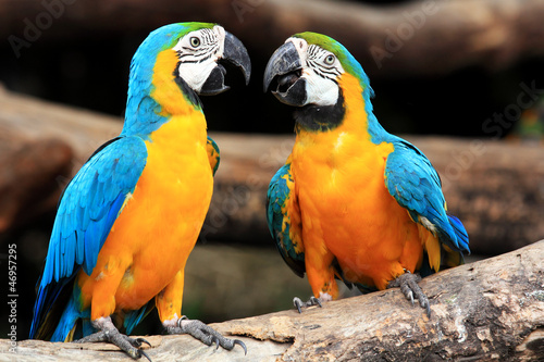 Couple blue-and-yellow macaws (Ara ararauna) #46957295