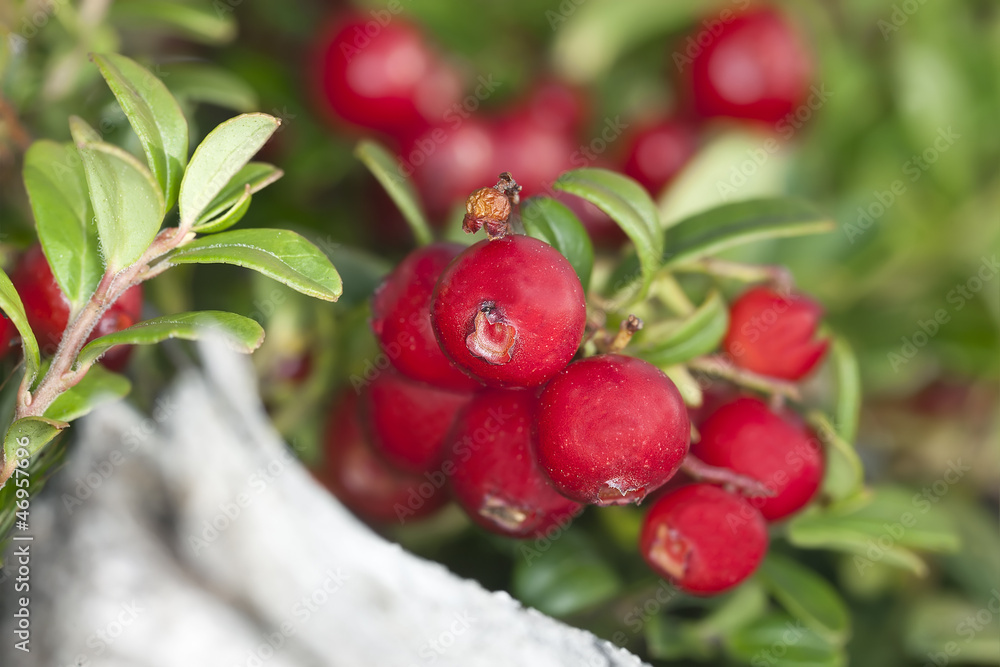 Obraz premium Cowberries or lingonberries, vibrant photo