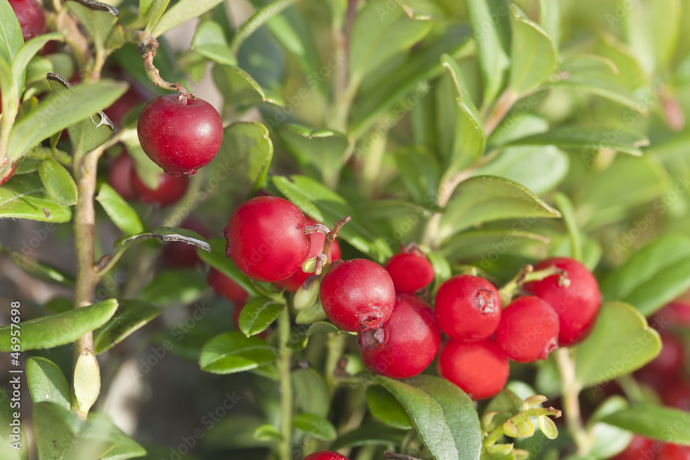 Obraz premium Cowberries or lingonberries, vibrant photo