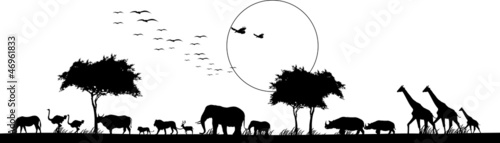 Photography beauty silhouette of safari animal wildlife