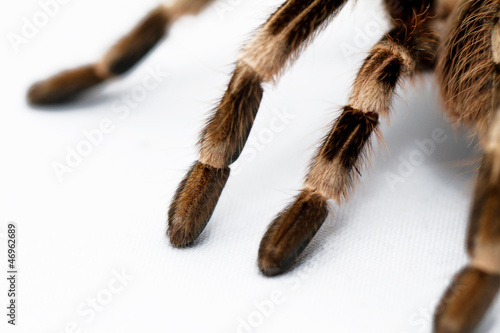 beautiful spider (detail)