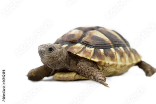 Young turtle on a white background © Nneirda