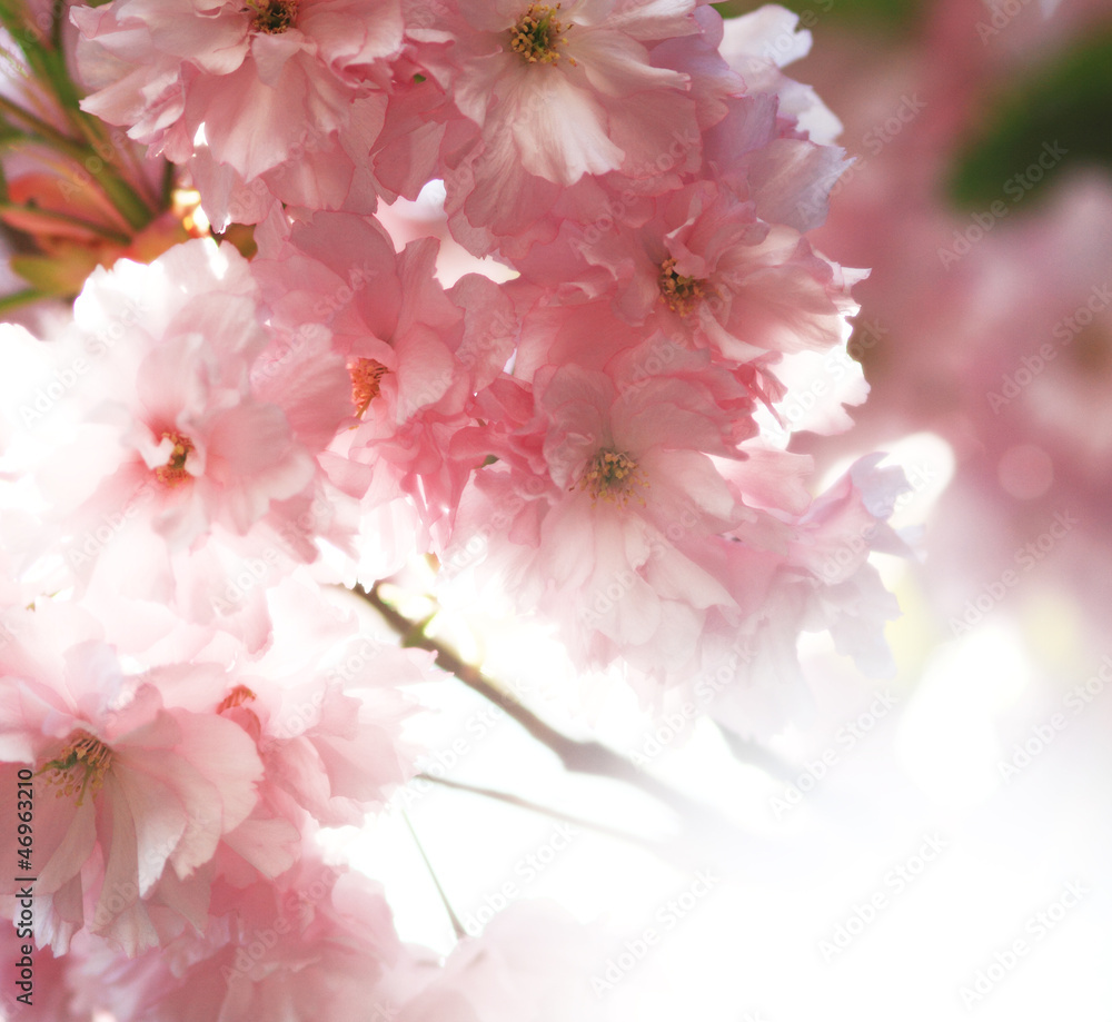 pink cherry blossom pink cherry blossom