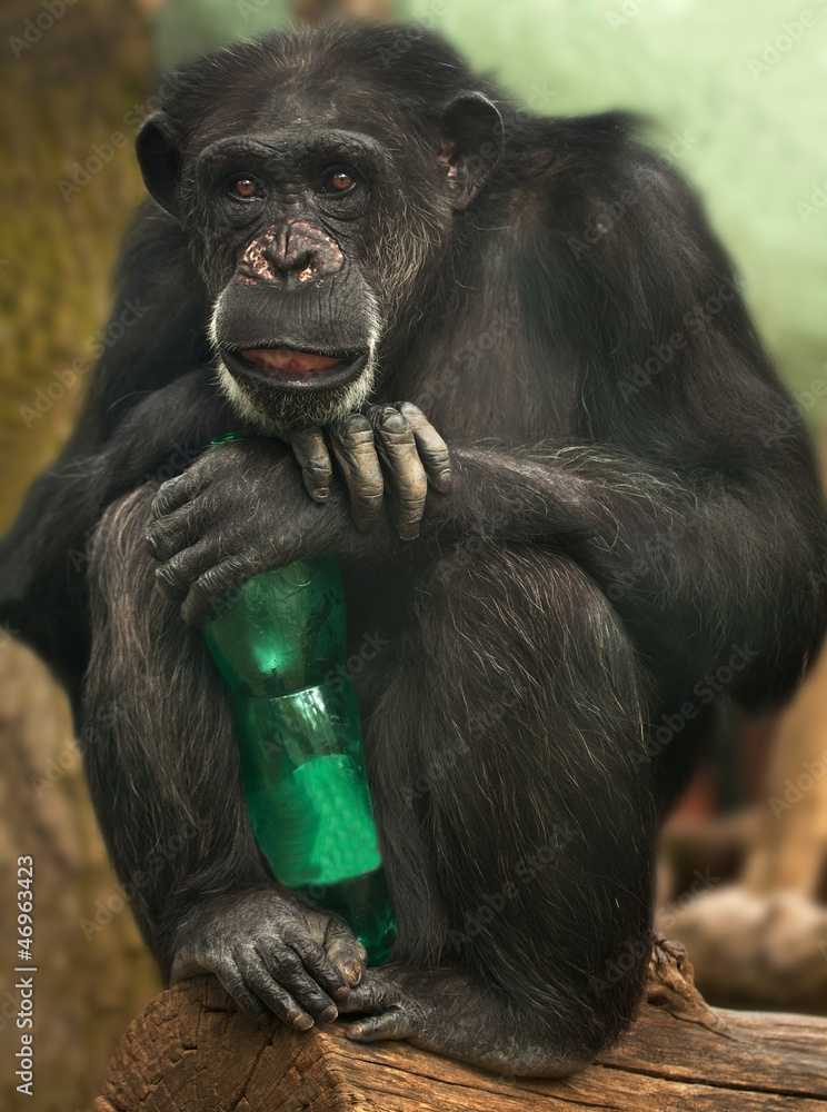chimpanzee with a bottle