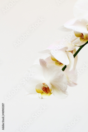 phalaenopsis flower