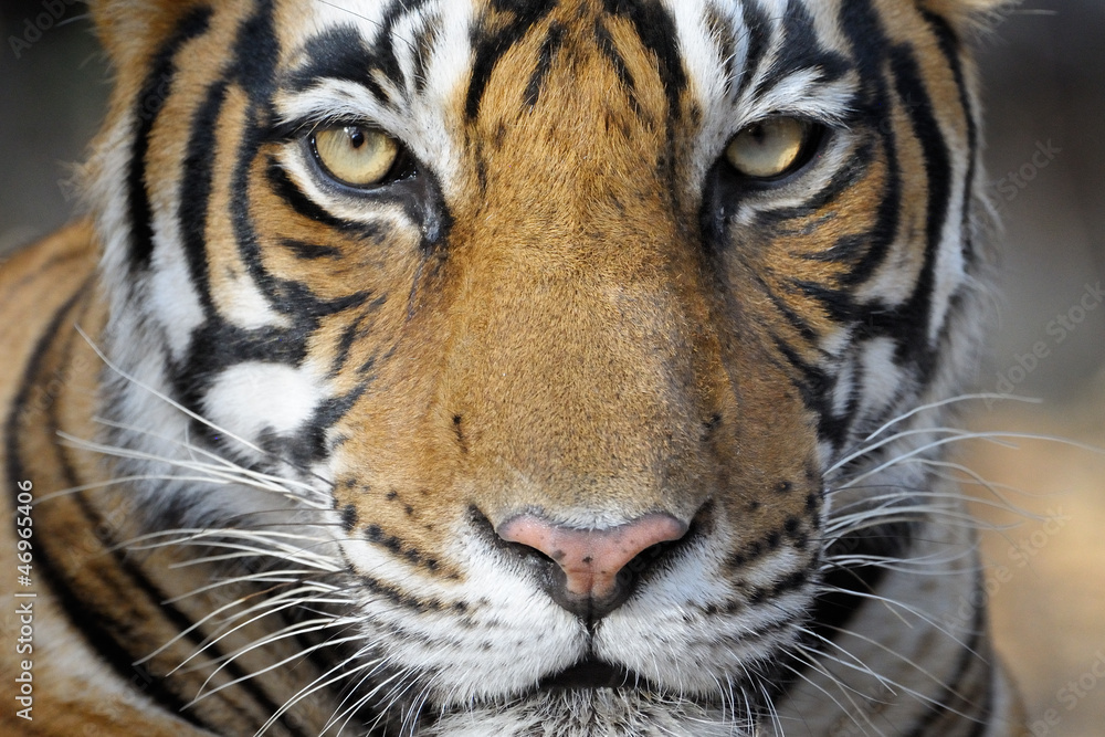 Naklejka premium Portrait of a Bengal Tiger.
