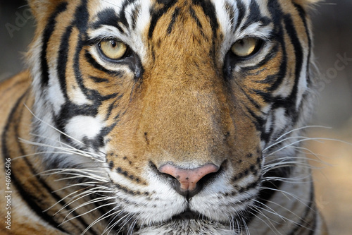 Portrait of a Bengal Tiger.