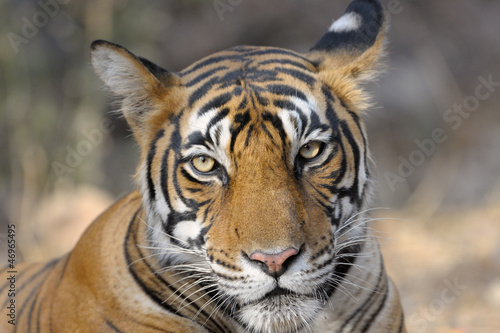 Portrait of a Bengal Tiger.