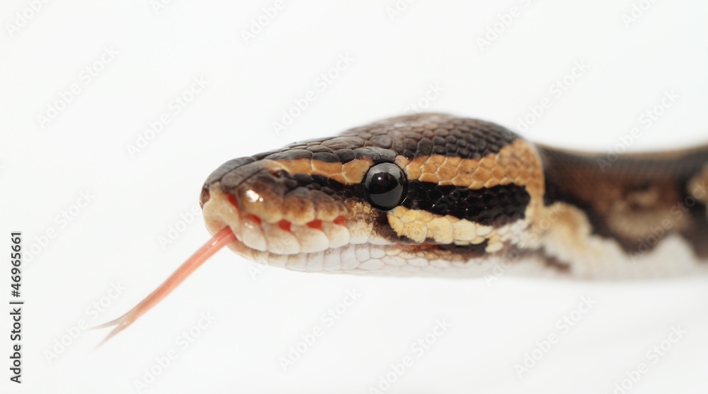 Fototapeta premium Ball Python close up