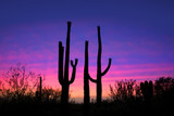 Tall saguaro cactus plants against evening sky