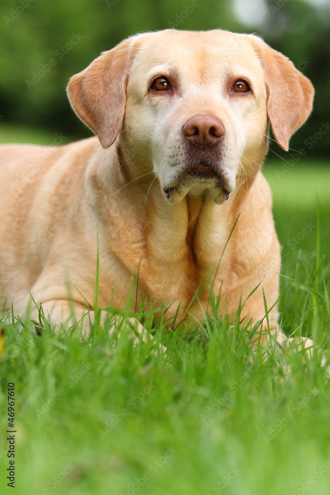 Labrador