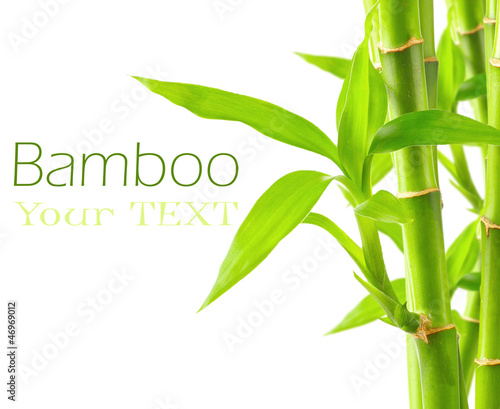 Bamboo background with copy space