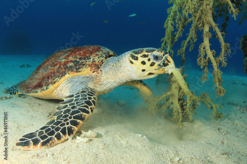 Hawksbill Sea Turtle eating soft coral