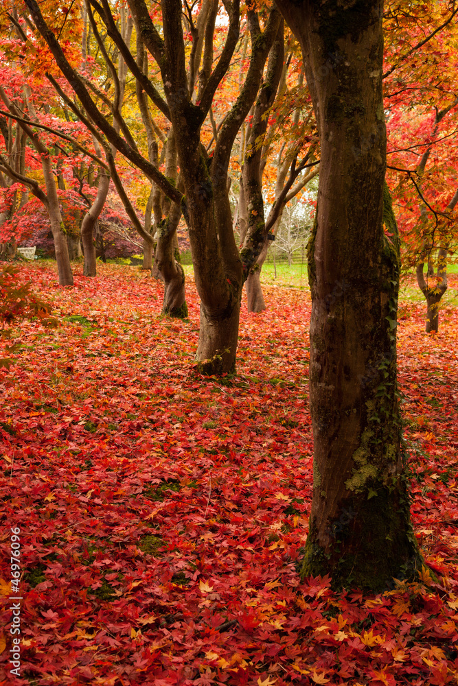 Bodnant garden in Autumn 