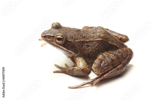 Fotografiet common frog (Rana temporaria) over white