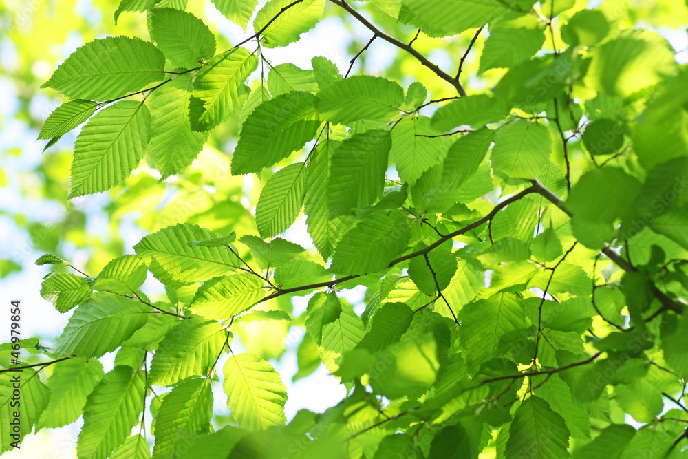 Green leaves. Spring backgrounds Green leaves. Spring backgrounds
